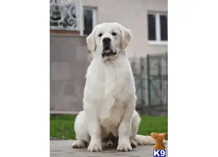 a white golden retriever dog sitting on a sidewalk